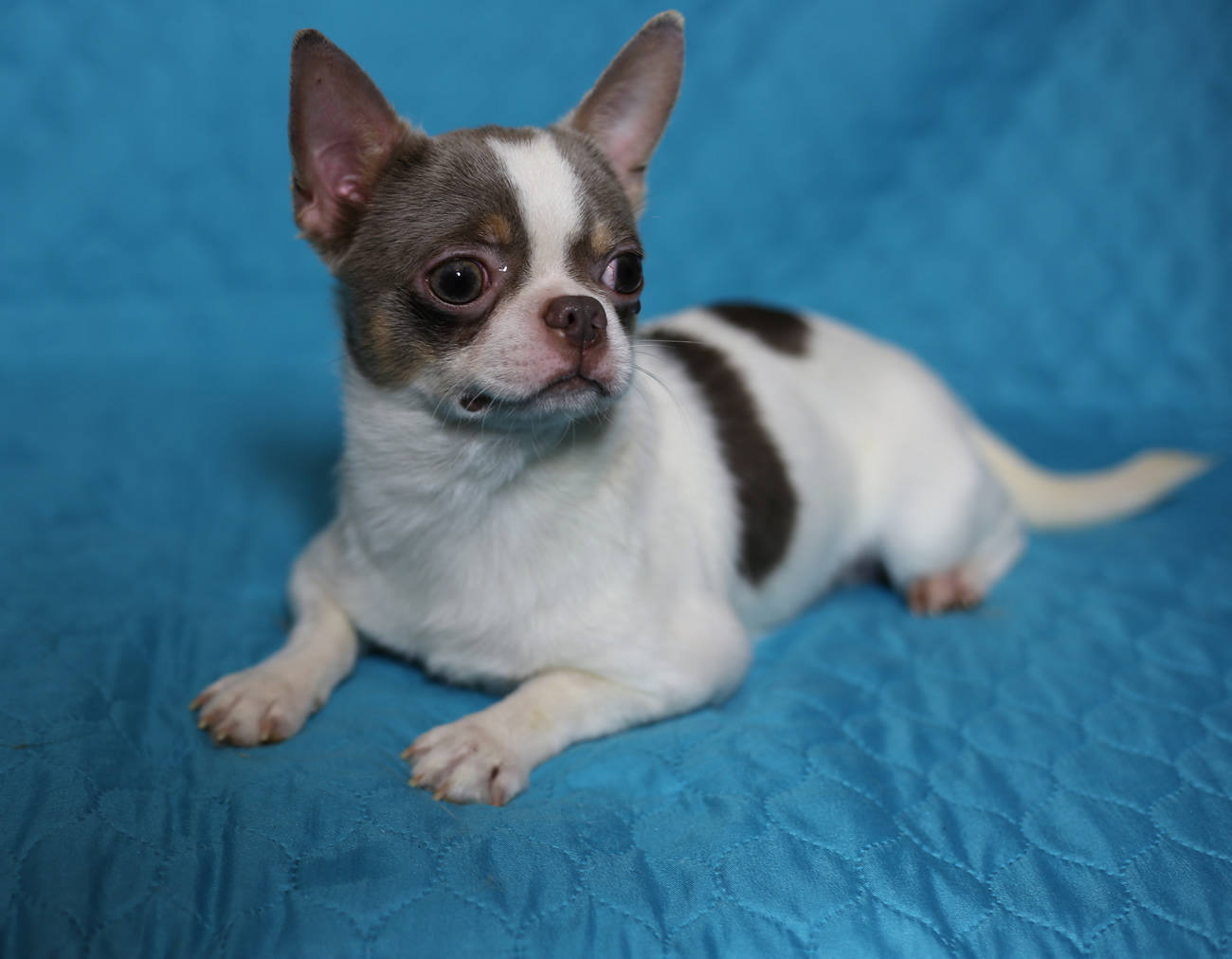Chihuahua - Roth Star Non Grandt Uolter (smooth-haired)