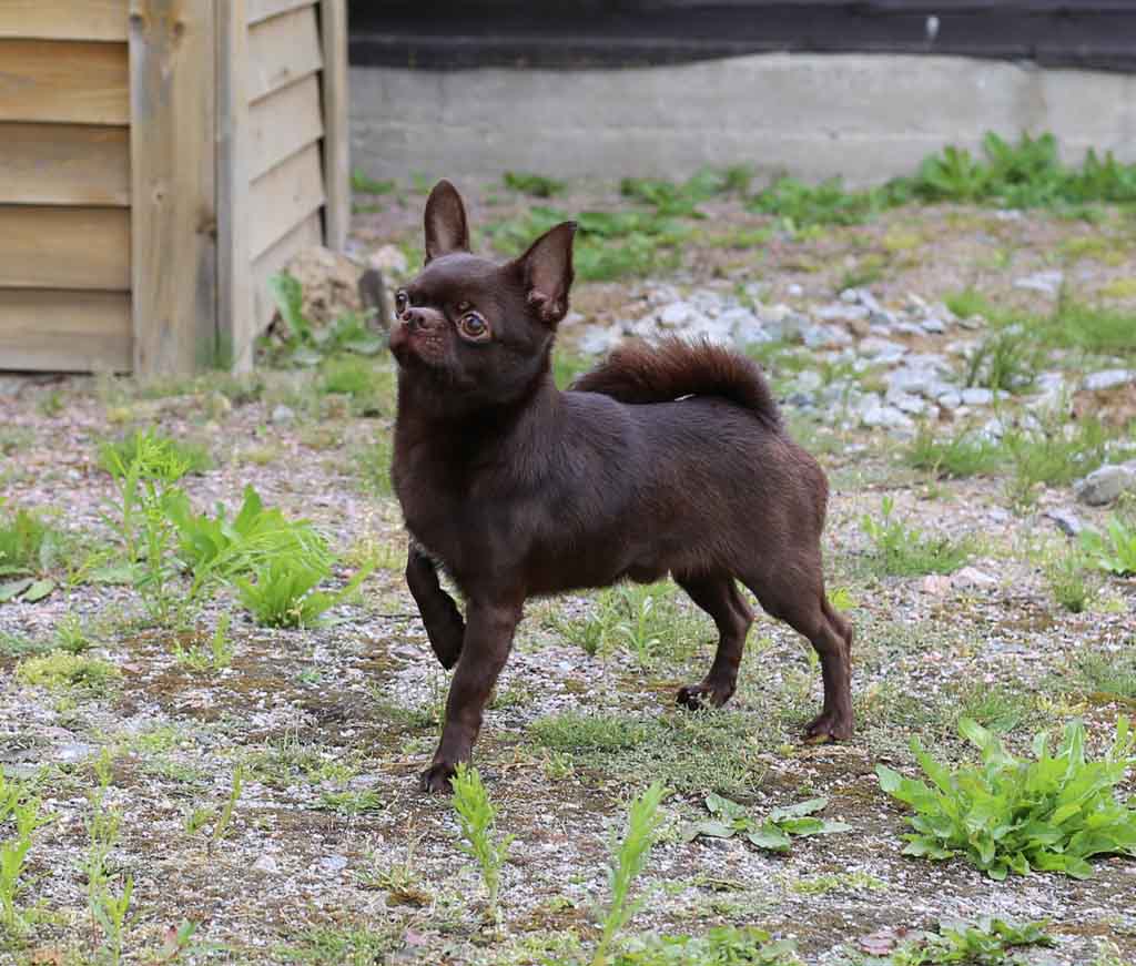 Chihuahua - SHAH LITTLE PUPPY MEGIKAL DRIM (SC)